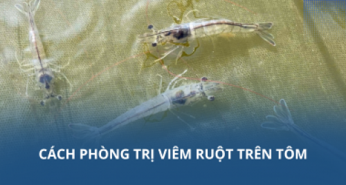 Cách phòng trị viêm ruột trên tôm